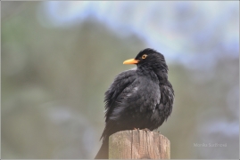 <p>KOS ČERNÝ (Turdus merula) /Common blackbird - Amsel/</p>